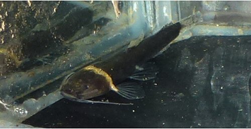 Pariolius armillatus