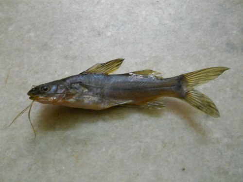 Mystus armatus = Trichur-India