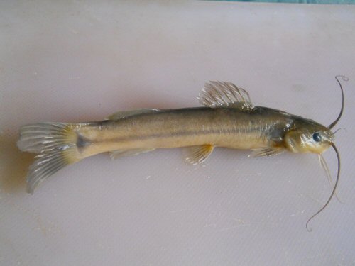 Mystus heoki = Paratype-India, Elankadu, Manimala River, Kerala