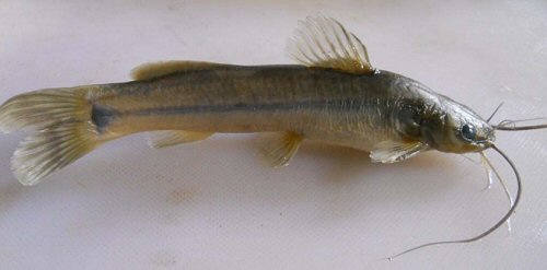 Mystus heoki = Holotype-India, Elankadu, Manimala River, Kerala 