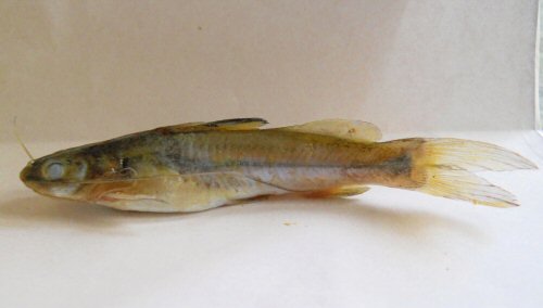 Mystus indicus = Paratype-India, Kuttoor, Manimala River, Kerala