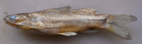 Mystus indicus = Holotype-formalin preserved specimen