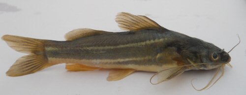 Mystus keletius = Pondicherry-India