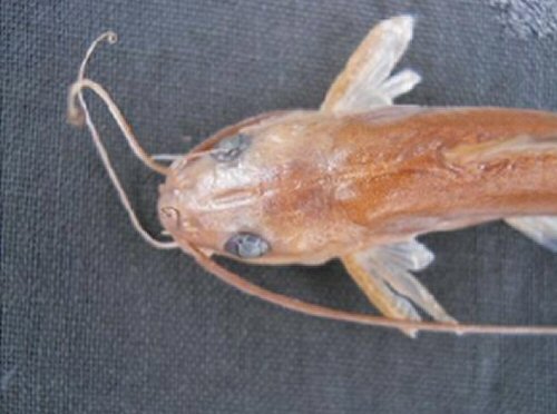 Mystus keralai = Holotype-dorsal head view-India, Chenappady, Manimala River, Kerala 