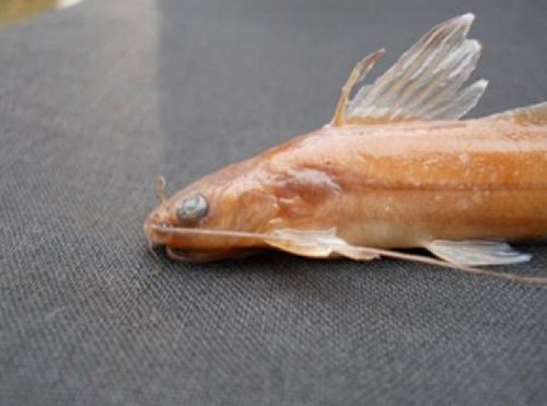 Mystus keralai = Holotype-head view-India, Chenappady, Manimala River, Kerala 