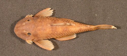 Neblinichthys pilosus=Paratype-dorsal view-Venezuela, Departamento Rio Negro; Rio Mawarinuma 1 km upstream of Neblina base camp in rif