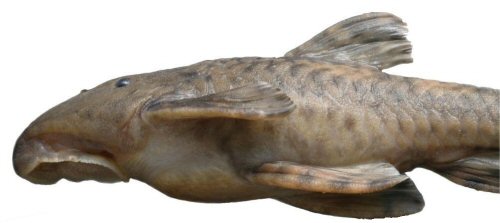 Neoplecostomus microps = female