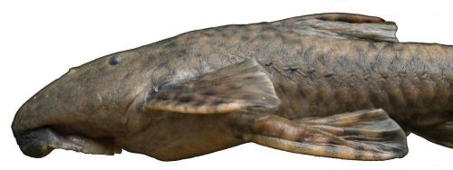 Neoplecostomus microps = male