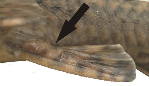 Neoplecostomus microps = Detail of the epidermal growth (arrow) along the pelvic-fin spine of a male 
