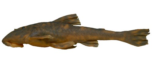 Neoplecostomus sapucai = Holotype-Lateral view-Delfim Moreira, unnamed stream on highway AMG-1915, Rio Sapucaí drainage, Rio Grande sub-basin, upper Rio Paraná basin