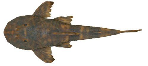 Neoplecostomus sapucai = Holotype-Dorsal view-Delfim Moreira, unnamed stream on highway AMG-1915, Rio Sapucaí drainage, Rio Grande sub-basin, upper Rio Paraná basin