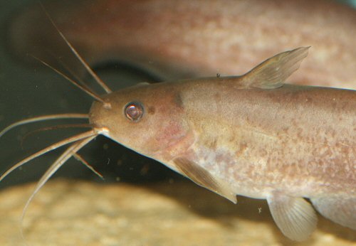 Neosilurus brevidorsalis with the smaller eye in normal position relating to the snout.
