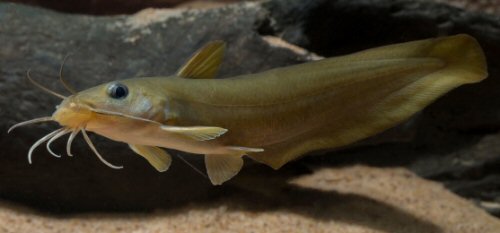 Neosilurus manjandi = Live specimen-paratype