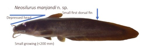 Neosilurus manjandi = Key identification features-Horse Creek, Pentecost River