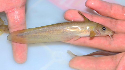 Neosilurus mollespiculum