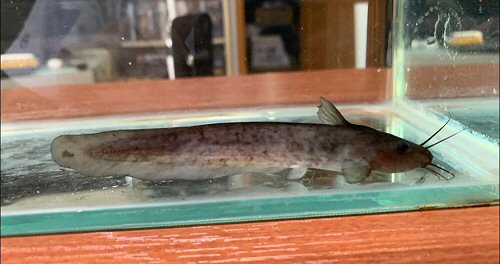 Neosilurus novaeguineae