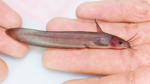 Neosilurus pseudospinosus