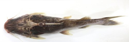 Notarius phrygiatus = dorsal view