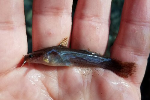 Noturus leptacanthus = US-1, Ridge Spring, SC 29129, USA