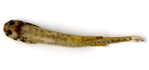 Ochmacanthus alternus = dorsal view