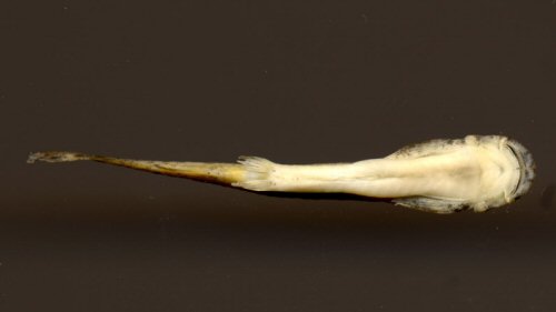 Ochmacanthus alternus = ventral view