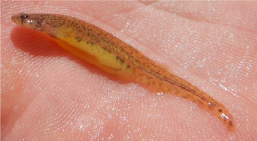 Ochmacanthus flabelliferus