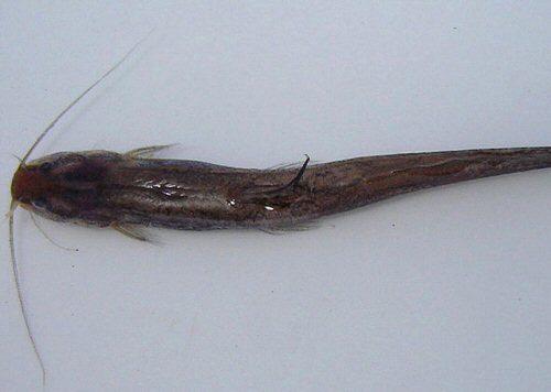 Olyra longicaudata - dorsal view