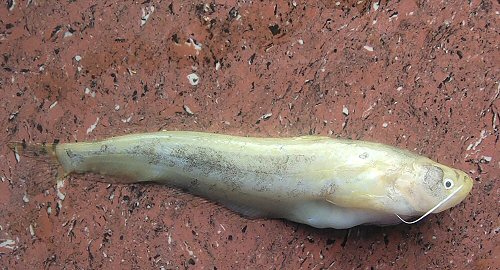 Ompok pabo = Brahmaputra river, Chabua Assam