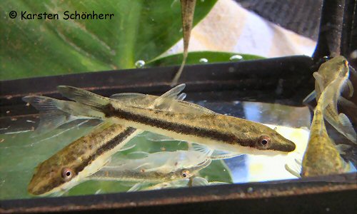 Otocinclus mariae = From the Tapanahony river, Suriname 