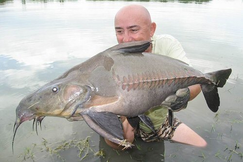 Oxydoras niger = Caught in lake in Thailand