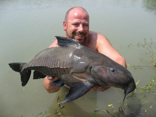 Oxydoras niger = Caught in lake in Thailand  
