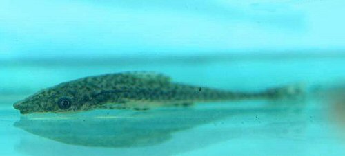 Oxyropsis acutirostris 