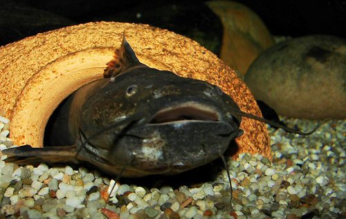 Pseudopimelodus bufonius  = Gape of mouth