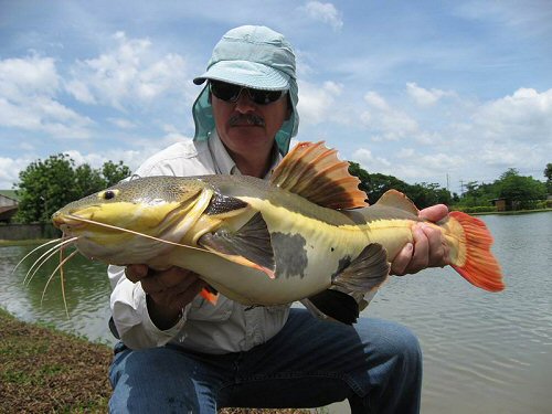Phractocephalus hemioliopterus  = caught in a river in Thailand, Asia.