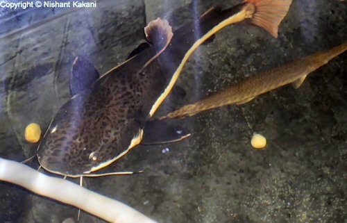 Phractocephalus hemioliopterus 