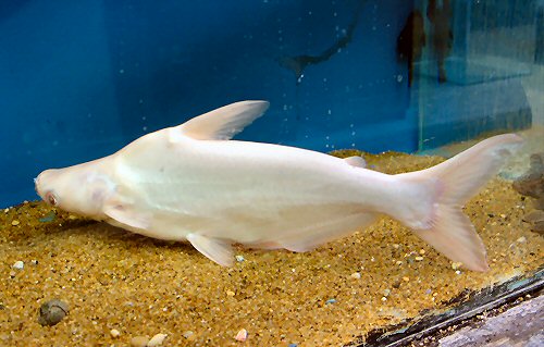 Pangasius hypophthalmus = albino version