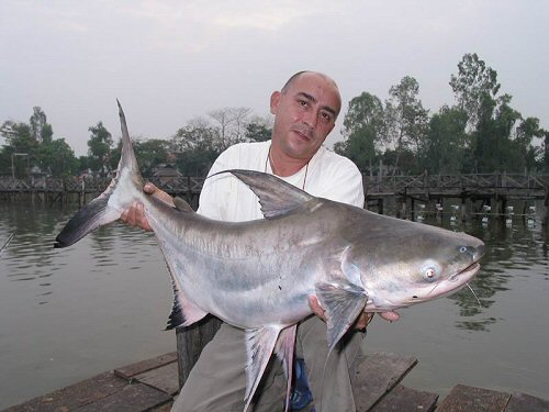 Large speciman caught by Jean-Francois Helias in Thailand