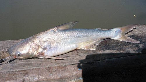Pangasius sanitwongsei, one of the five largest species of catfish in the world, with a maximum size of over nine feet.