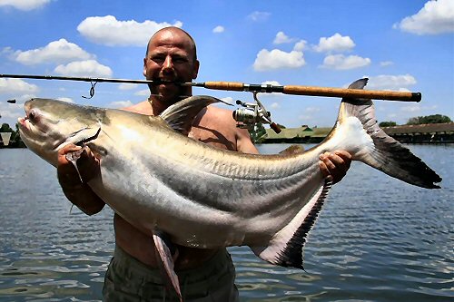 Pangasius sanitwongsei = 29.50 kg specimen which set a world record on Sept 8, 2007 