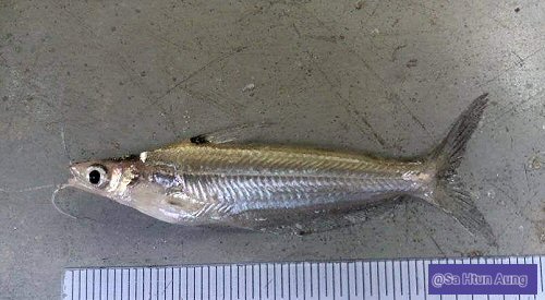 Pachypterus acutirostris