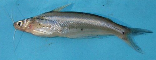 Pachypterus atherinoides = Bangladesh