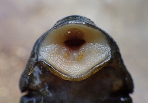 Pseudoqolus koko = View of dental detail