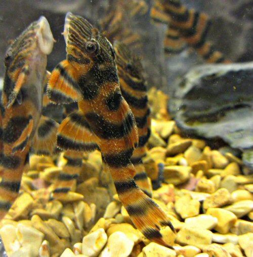 Panaqolus sp. (L397)