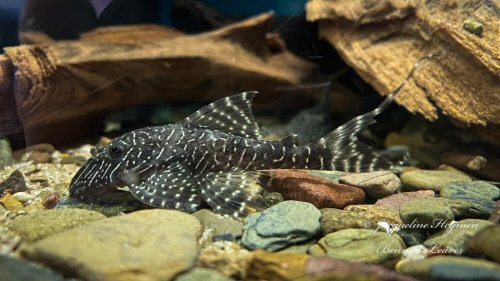 Panaqolus sp. (L453)