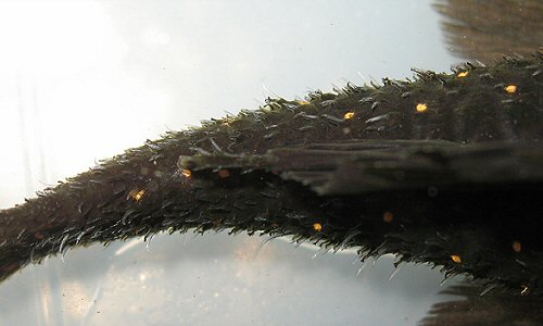 Panaqolus albomaculatus  = Male showing its body armour 
