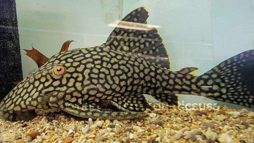 Panaque nigrolineatus laurafabianae