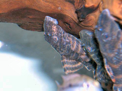 Panaqolus sp. (L397)