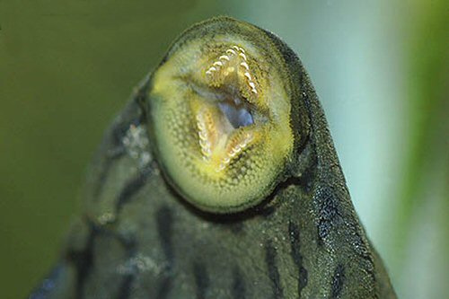 Panaque titan = View of mouth