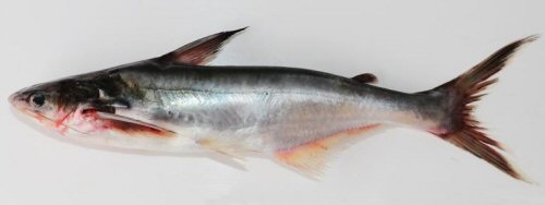Pangasius icaria = Holotype-lateral view-Tamil Nadu, Salem district, Mettur Dam, Cauvery River