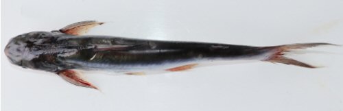 Pangasius icaria = Holotype-dorsal view-Tamil Nadu, Salem district, Mettur Dam, Cauvery River